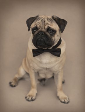 Pug yavrusu bir yay ile
