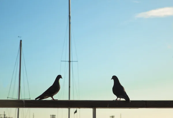 Blick auf zwei Tauben — Stockfoto