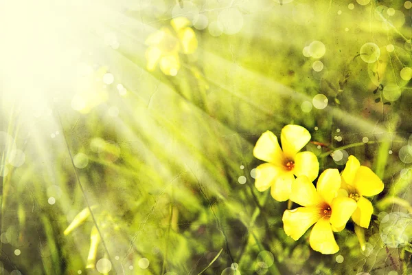 Gele bloemen en zonneschijn. — Stockfoto