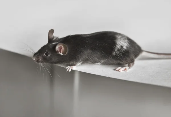 Cute mouse on the table — Stock Photo, Image