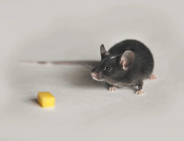 Lindo ratón con queso — Foto de Stock