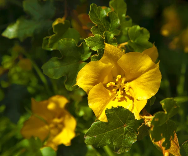 Flores de color amarillo brillante —  Fotos de Stock