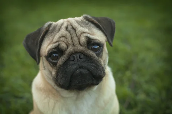 Schöner Mops Welpe Hund — Stockfoto