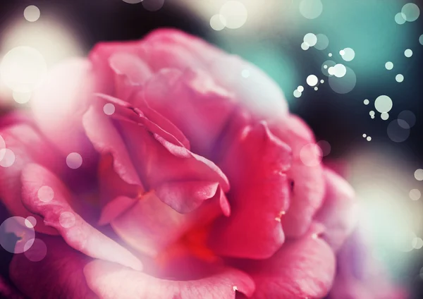 Schöne rosa Rose — Stockfoto