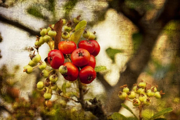 Arbusto con muchas bayas rojas — Foto de Stock