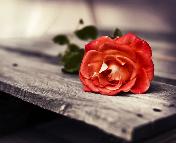 Rosa vermelha no fundo de madeira. — Fotografia de Stock