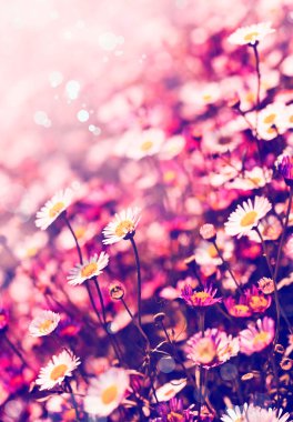 Chamomiles çiçek güneş alan