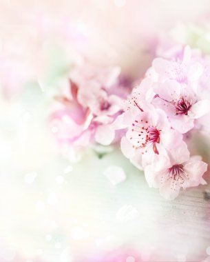 Çiçek açmış kiraz ağacı dalı.