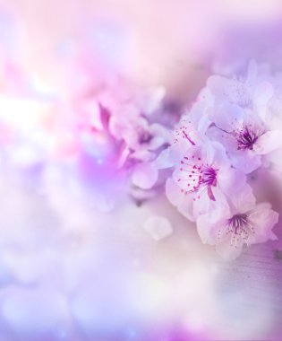 Çiçek açmış kiraz ağacı dalı.