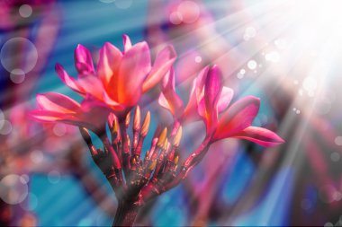 pembe plumeria çiçekler