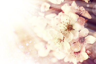 Çiçek açmış kiraz ağacı dalı.