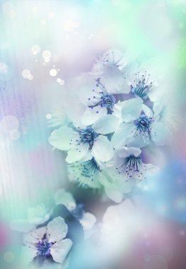 Çiçek açmış kiraz ağacı dalı.