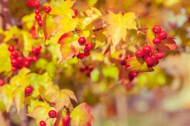 günbatımı içinde kırmızı meyveler.