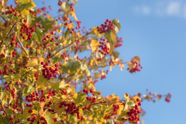 Mavi gökyüzü arka plan üzerinde kırmızı meyveler.