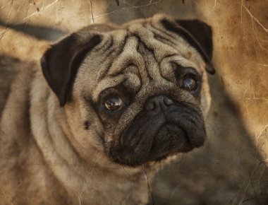 Güzel erkek Pug köpek yavrusu