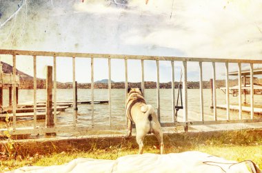 Pug dog looking through the fence clipart