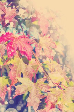 Kırmızı sonbahar yaprakları