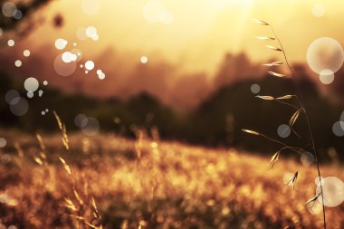 Buğday Rüzgar üzerinde alan