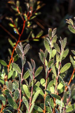 Yeşil yapraklarla kaplı çiy damlaları