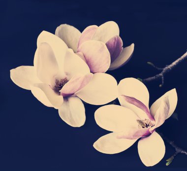 Manolya dal çiçek