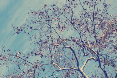 Güneş ışınları ve ağaç dalları