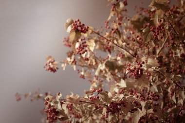 demet kırmızı rowan