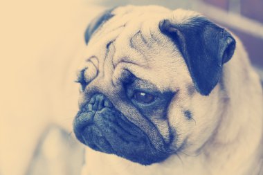 Üzgün bir yüz ile pug köpek yavrusu