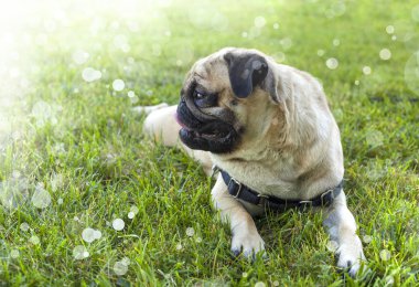 Güzel Pug köpek yavrusu