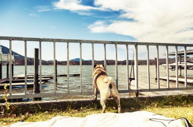 Male pug dog looking through the fence clipart