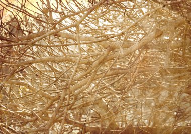 Yapraksız ağaç dalları