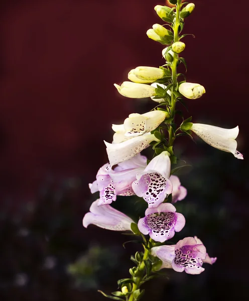 Flores brancas e rosa sino — Fotografia de Stock