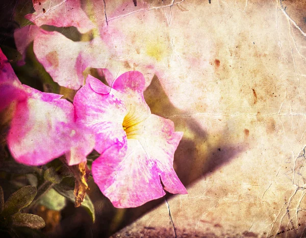 Hermosas flores rosadas — Foto de Stock