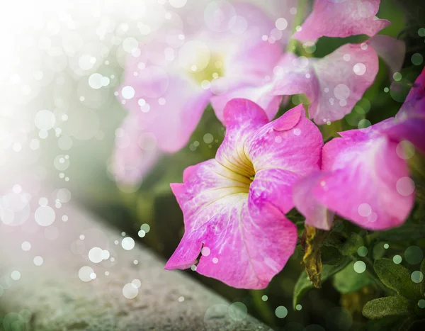 Güzel pembe çiçekler — Stok fotoğraf