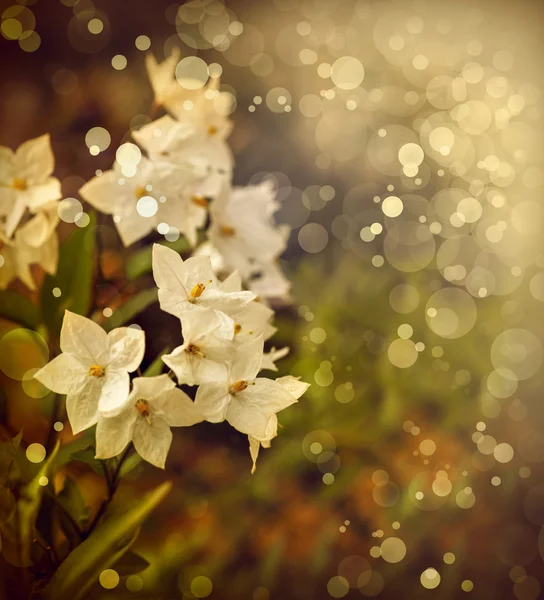 Little white flowers — Stock Photo, Image