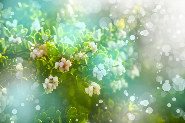 Маленькие белые цветы — стоковое фото