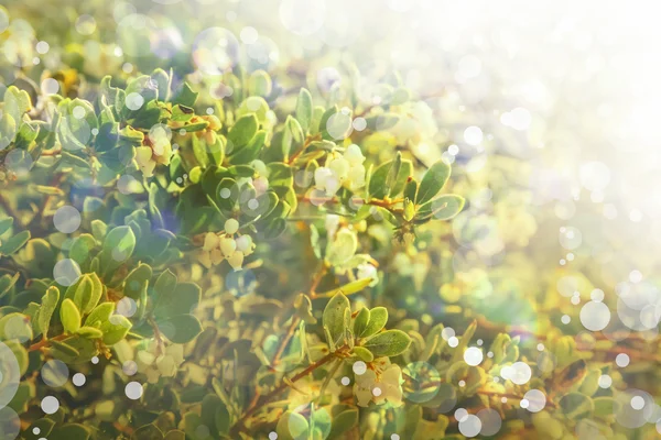 Fiori bianchi piccoli — Foto Stock