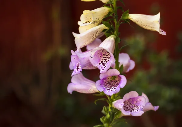 Bílé a růžové bell květiny — Stock fotografie