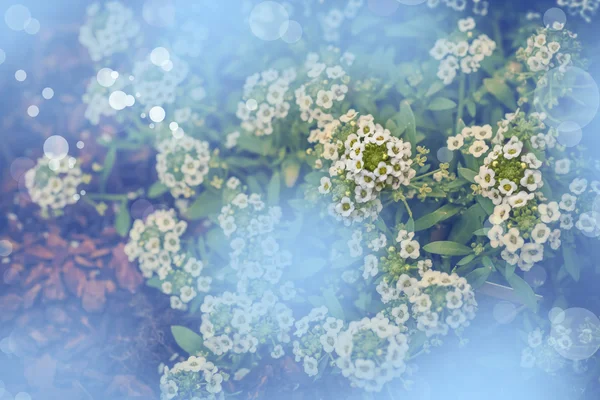 Μικρά λευκά λουλούδια — Φωτογραφία Αρχείου