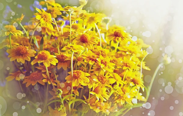 Flores de manzanilla amarillas — Foto de Stock