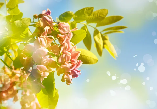 Beautiful pink flowers acacia — Stock Photo, Image