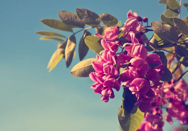 Vackra rosa blommor acacia — Stockfoto