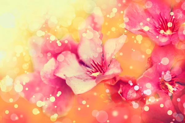 Красивые розовые цветы — стоковое фото