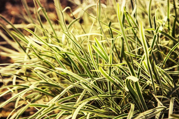 Fresh grass  in the early morning — Stock Photo, Image