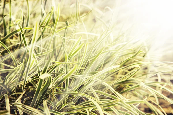 Verse gras in de vroege ochtend — Stockfoto