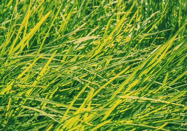 Fresh grass  in the early morning — Stock Photo, Image