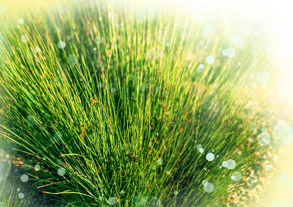 Färskt gräs tidigt på morgonen — Stockfoto