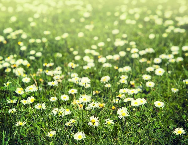 Field of chamomiles flowers in the sunshine — Stock Photo, Image