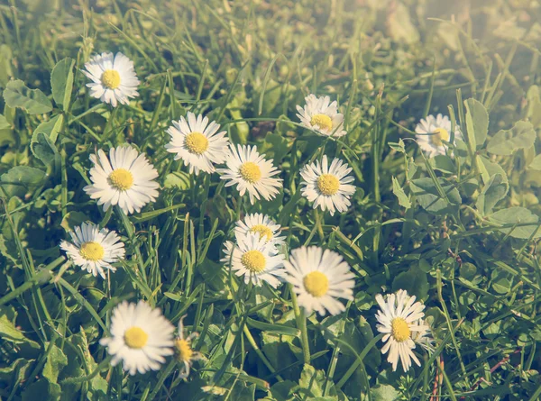 Gebied van chamomiles bloemen in de zon — Stockfoto