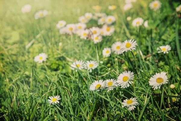 Fält av chamomiles blommor i solskenet — Stockfoto