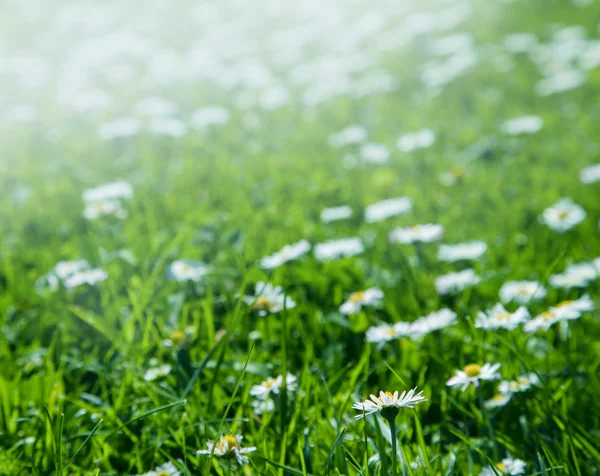 Поле квітів ромашок на сонці — стокове фото